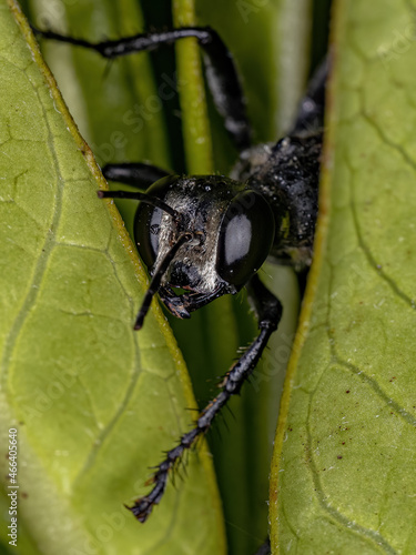 Adult Thread-waisted Wasp photo