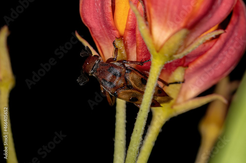 Adult Wedge-shaped Beetle photo