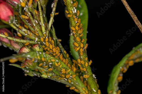 Small Aphids Insects photo