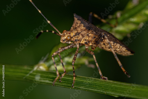 Adult Leaf-footed Bug photo