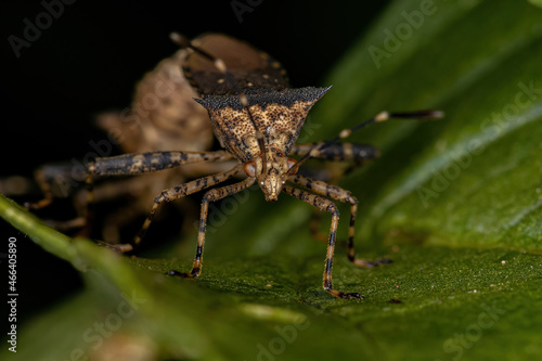 Adult Leaf-footed Bug photo