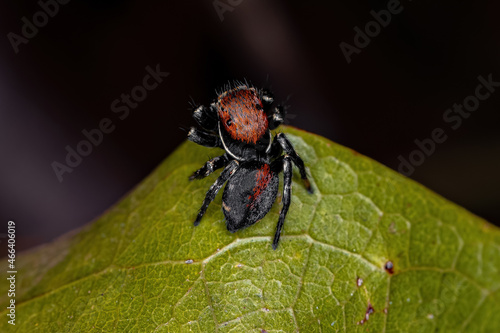 Small Jumping spider photo