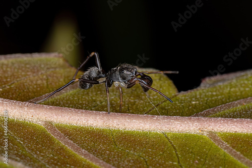 Male Adult Jumping Spider photo