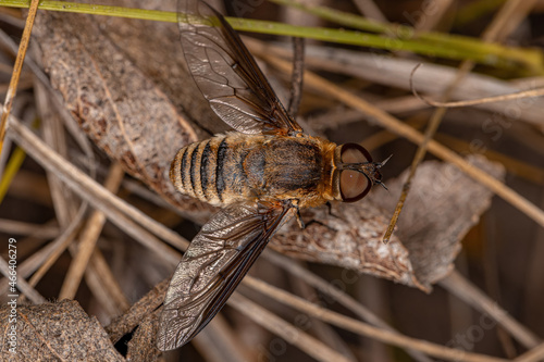 Adult Bee Fly photo