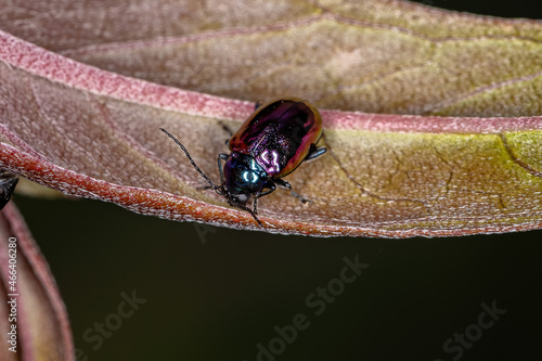 Adult Flea Beetle photo