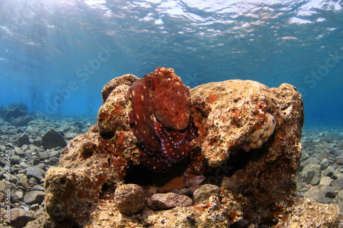 Octopus on coral in the Red Sea in the international resort of Eilat. South of Israel.