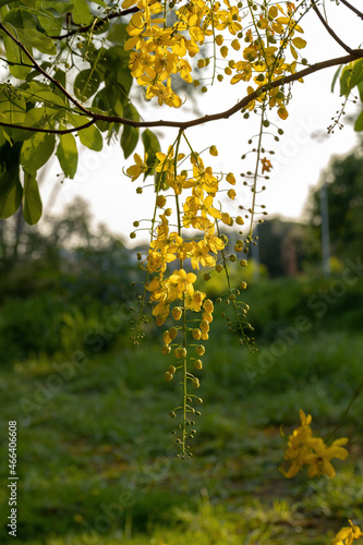 Golden Rain Tree Yellow Flowers photo