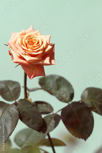 red rose on green background