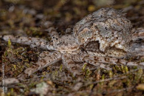 Adult Longspinneret Spider photo