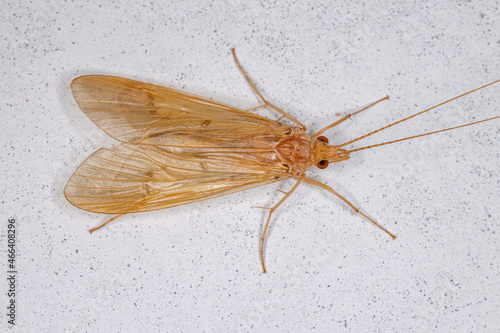 Adult Green Caddisfly photo