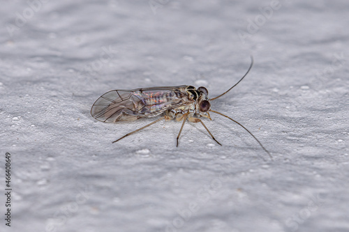 Adult Common Barklice Insect photo