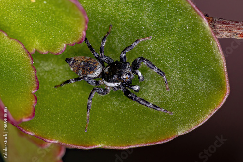 Adult Male Jumping Spider photo