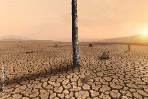 Climate Change, Rainforest turn to a desert. Landscape of Dry cracked earth and Dead tree metaphor Global warming, Drought, water crisis and save rainforest.