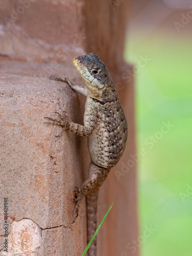 Small ground lizard photo