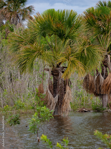 Moriche Palm Tree photo