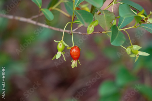 Fruits of the Cherry of the Rio Grande photo