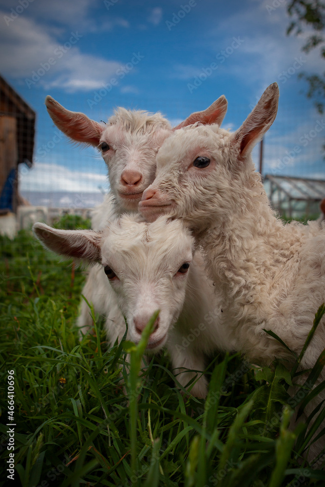 Goats from the village of Kozlovka Goats from the village of Kozlovka