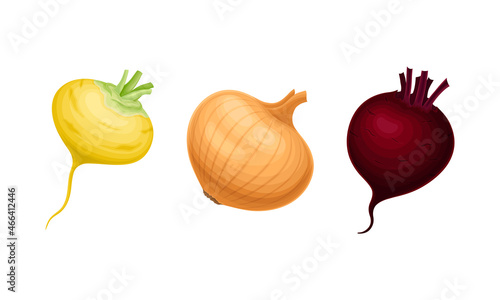 Onion Bulb and Beetroot as Ripe Vegetable and Healthy Raw Food Vector Set