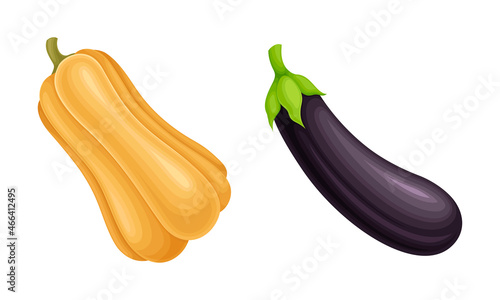 Pumpkin and Eggplant as Ripe Vegetable and Healthy Raw Food Vector Set