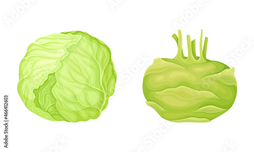Turnip and Cappage as Ripe Vegetable and Healthy Raw Food Vector Set