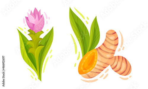 Turmeric Rhizome or Root and Flower Isolated on White Background Vector Set