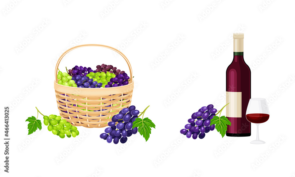 Cluster of Grape Gathered in Basket and Wine Bottle Vector Set