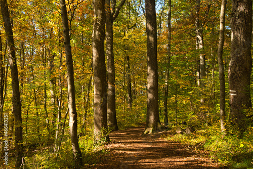 Herbstwald in den Vogesen © Tanja Voigt 