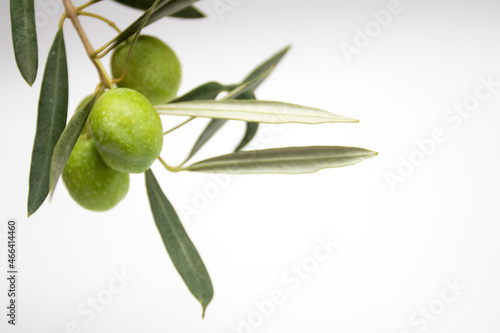 Fresh green olives on a branch on a white background