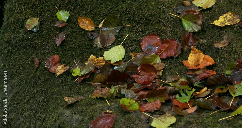 Fallen autumn leaves on the rock overgrown by moss, near the stream Fallen autumn leaves on the rock overgrown by moss, near the stream