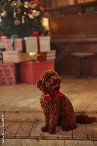 Red poodle in a festive mood