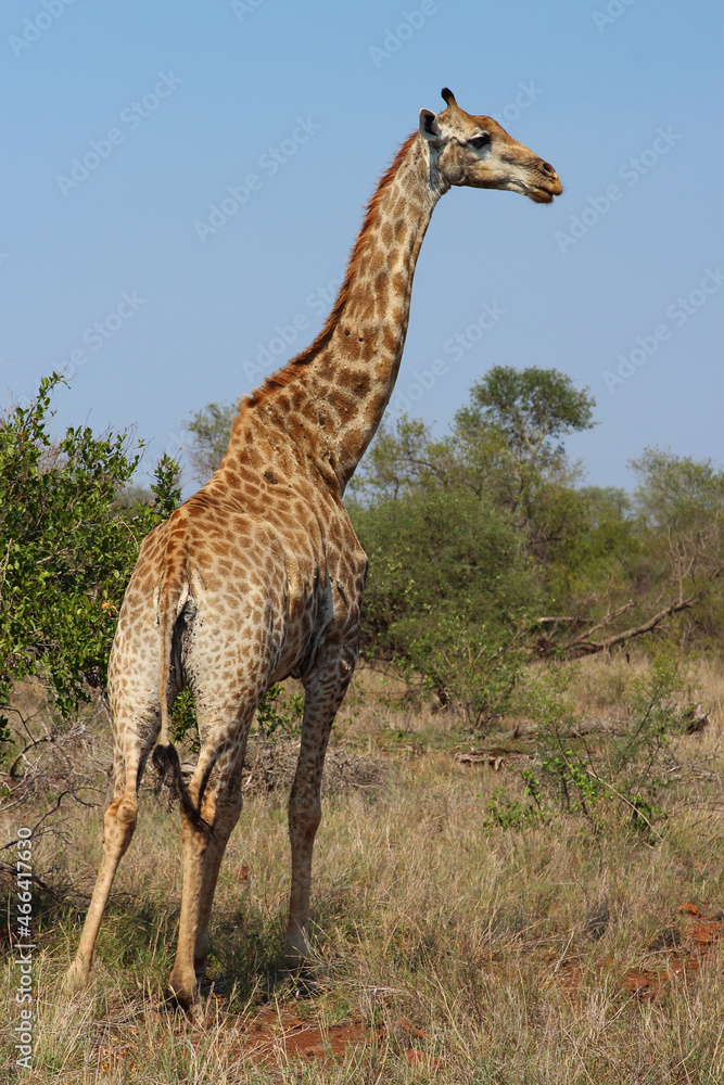 Giraffe / Giraffe / Giraffa camelopardalis Giraffe / Giraffe / Giraffa camelopardalis