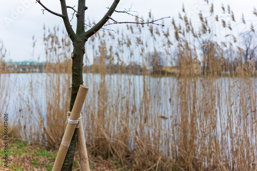 wooden sticks support the young tree so that it grows up