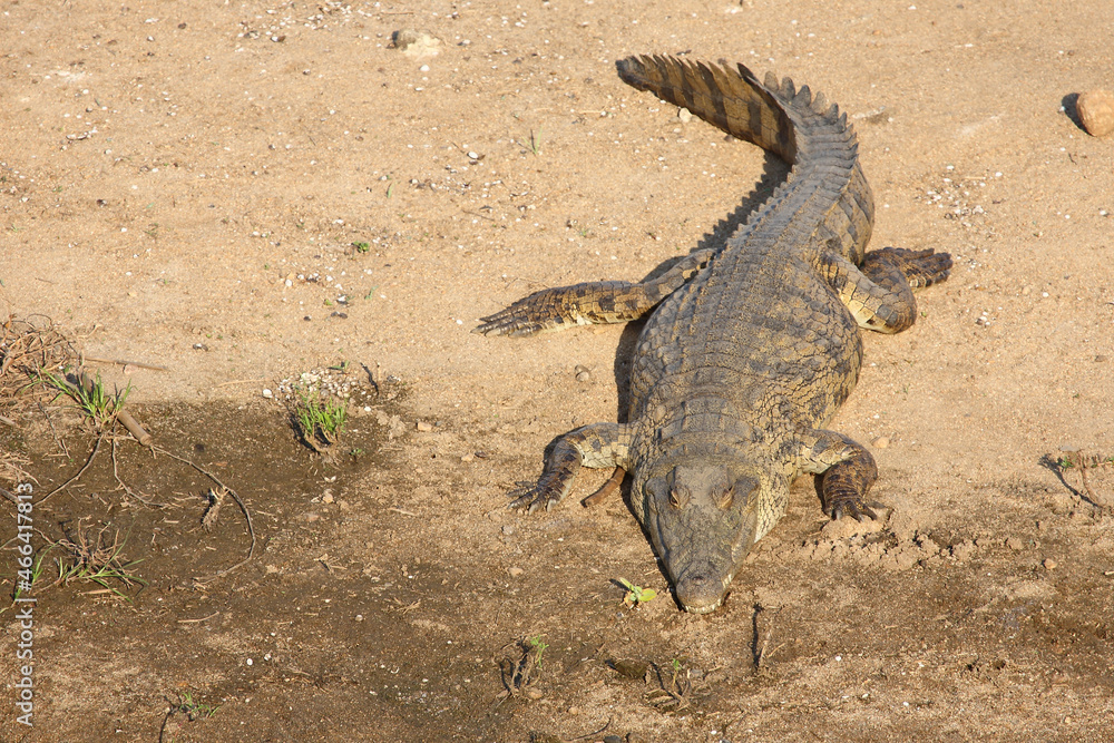 Fototapeta premium Nilkrokodil / Nile crocodile / Crocodylus niloticus