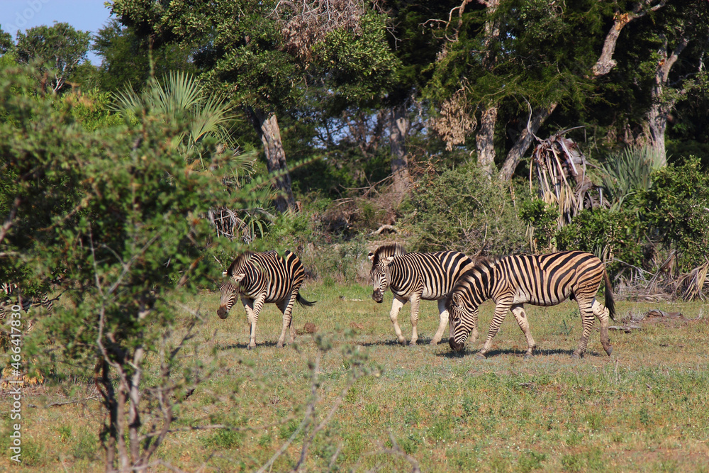 Obraz premium Steppenzebra / Burchell's zebra / Equus burchellii