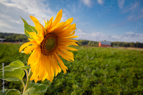Sunflower in a potato field