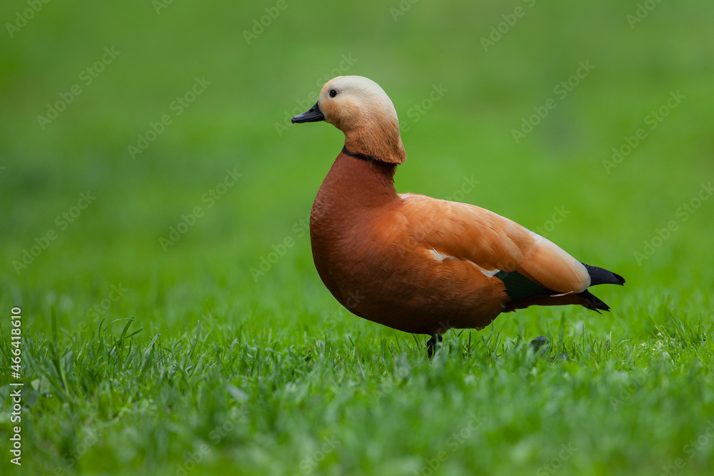 The ruddy shelduck (Tadorna ferruginea), known in India as the Brahminy duck The ruddy shelduck (Tadorna ferruginea), known in India as the Brahminy duck
