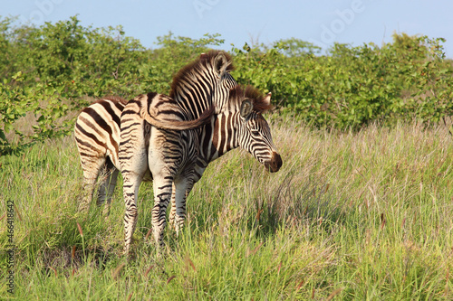 Steppenzebra / Burchell's zebra / Equus burchellii.. © Ludwig