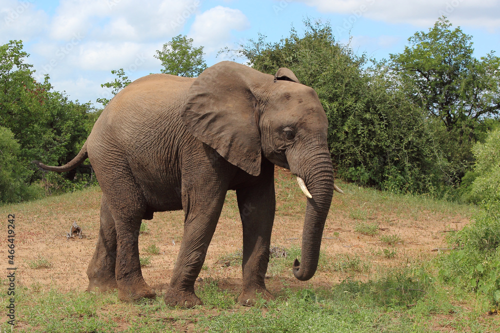 Obraz premium Afrikanischer Elefant / African elephant / Loxodonta africana
