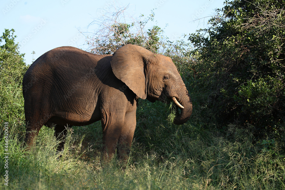 Fototapeta premium Afrikanischer Elefant / African elephant / Loxodonta africana