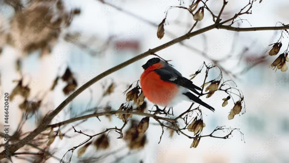A beautiful bird bullfinch with a bright red breast sits on a tree branch and eats seeds. Winter weather, early spring, close-up A beautiful bird bullfinch with a bright red breast sits on a tree branch and eats seeds. Winter weather, early spring, close-up
