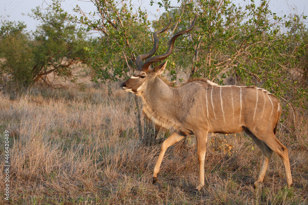 Großer Kudu / Greater kudu / Tragelaphus strepsiceros Großer Kudu / Greater kudu / Tragelaphus strepsiceros