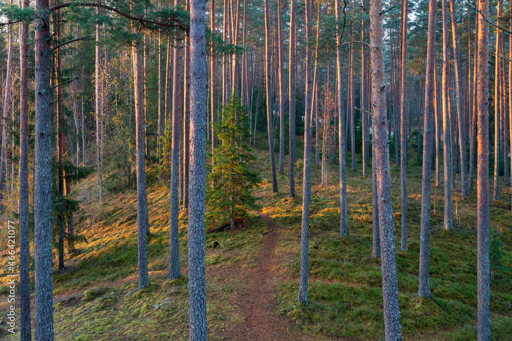 Fototapeta premium autumn in the woods