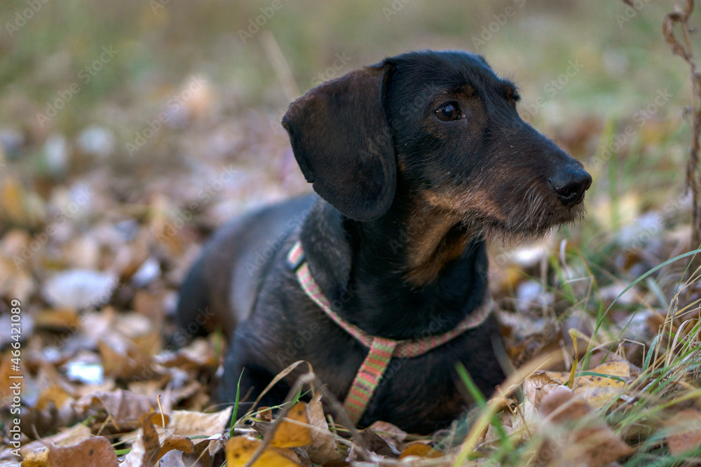 Wire-haired dachshund walking in the forest in autumn. Wire-haired dachshund walking in the forest in autumn.