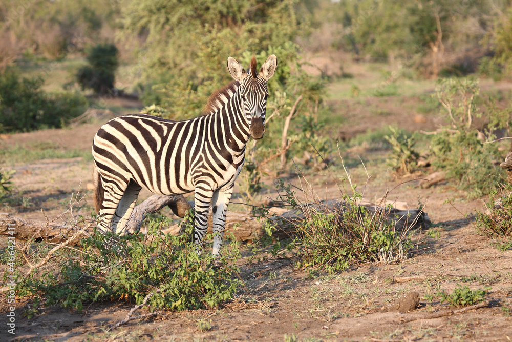Obraz premium Steppenzebra / Burchell's zebra / Equus burchellii.
