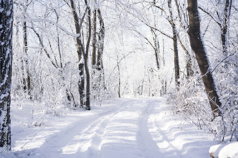 Fototapeta premium Trees under fresh white snow. Winter forest, Russia