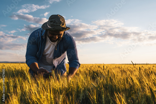 Farmer is standing in his growing wheat field. He is examining crops after sowing. © djoronimo