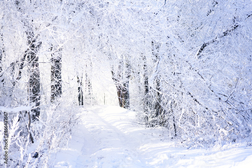 Trees under fresh white snow. Winter forest, Russia