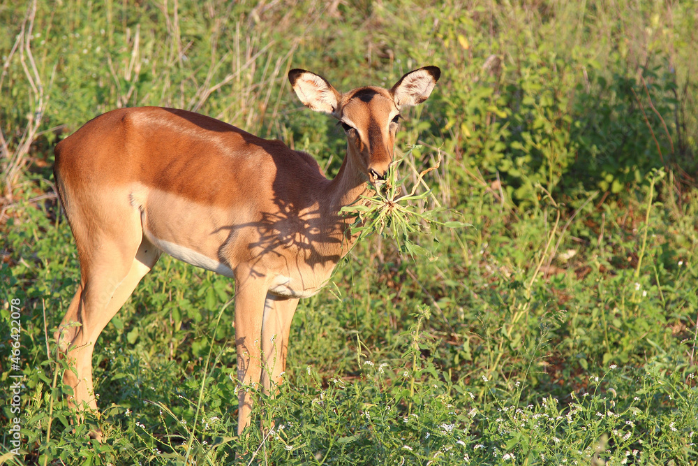 Schwarzfersenantilope / Impala / Aepyceros melampus Schwarzfersenantilope / Impala / Aepyceros melampus