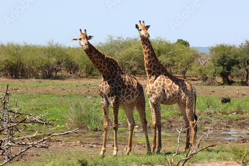 Canvas Print Giraffe / Giraffe / Giraffa camelopardalis