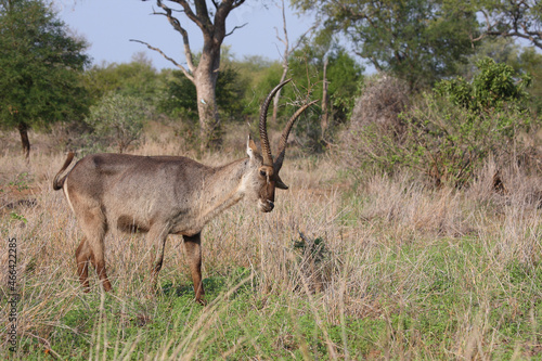 Wasserbock   Waterbuck   Kobus ellipsiprymnus